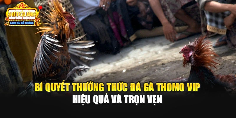 Bí quyết thưởng thức đá gà thomo vip hiệu quả và trọn vẹn