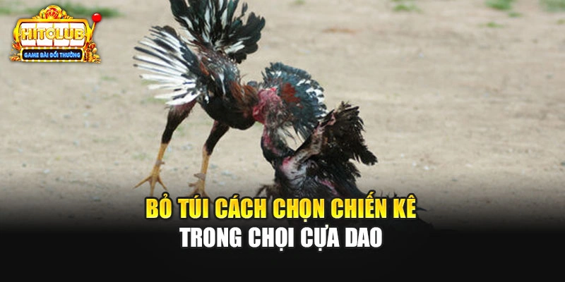 Bỏ túi cách chọn chiến kê trong chọi cựa dao