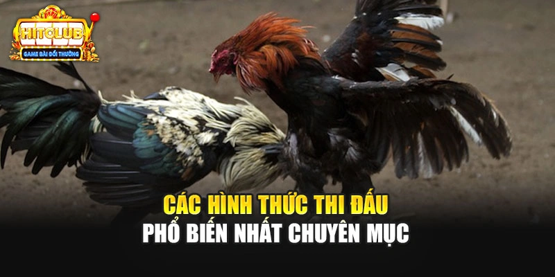 Các hình thức thi đấu phổ biến nhất chuyên mục