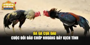 Đá Gà Cựa Dao - Cuộc Đối Đầu Chớp Nhoáng Đầy Kịch Tính