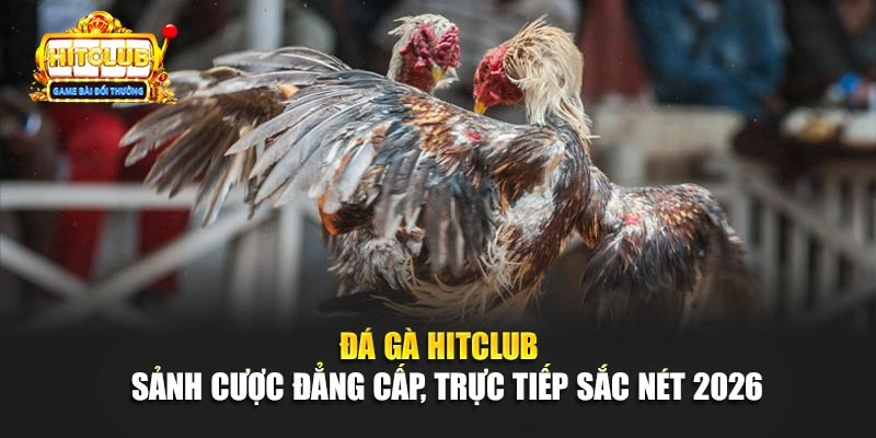 Đá gà Hitclub sảnh cược đẳng cấp trực tiếp sắc nét 2026