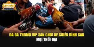 Đá Gà Thomo Vip Sân Chơi Kê Chiến Đỉnh Cao Mọi Thời Đại