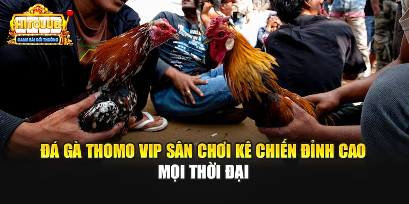 Đá Gà Thomo Vip Sân Chơi Kê Chiến Đỉnh Cao Mọi Thời Đại