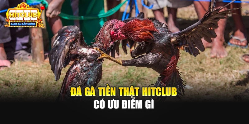 Đá gà tiền thật Hitclub có ưu điểm gì