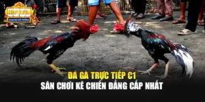 Đá Gà Trực Tiếp C1 - Sân Chơi Kê Chiến Đẳng Cấp Nhất