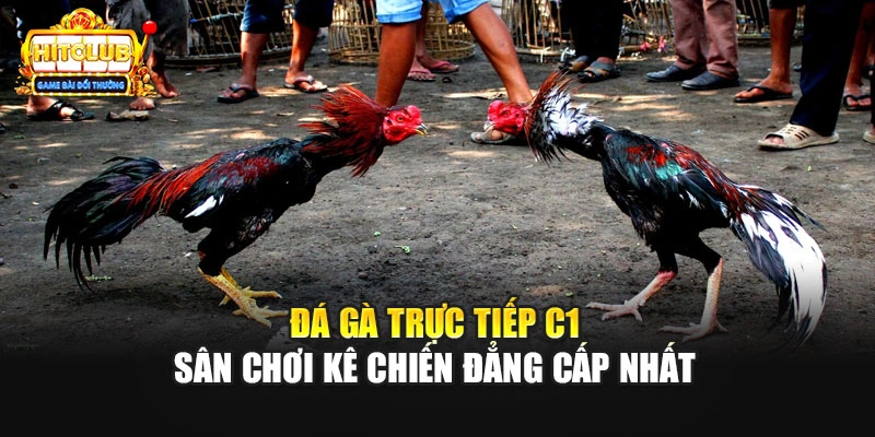 Đá Gà Trực Tiếp C1 - Sân Chơi Kê Chiến Đẳng Cấp Nhất
