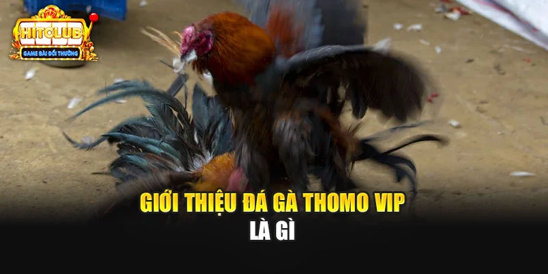 Giới thiệu đá gà Thomo VIP là gì