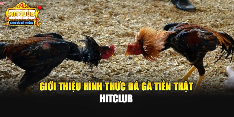 Giới thiệu đá gà tiền thật Hitclub