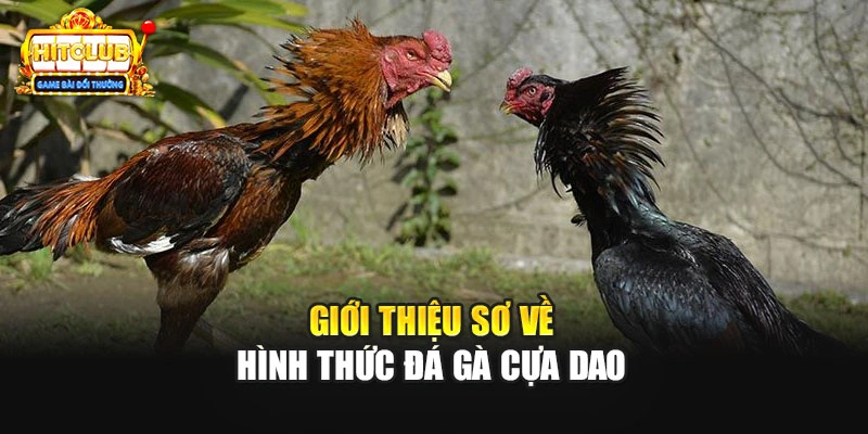 Giới thiệu sơ về hình thức đá gà cựa dao
