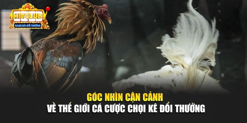 Góc nhìn cận cảnh về thế giới cá cược chơi kẻ đối thưởng