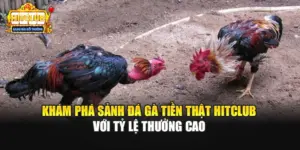 Khám Phá Sảnh Đá Gà Tiền Thật Hitclub Với Tỷ Lệ Thưởng Cao
