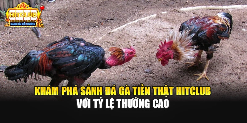 Khám Phá Sảnh Đá Gà Tiền Thật Hitclub Với Tỷ Lệ Thưởng Cao