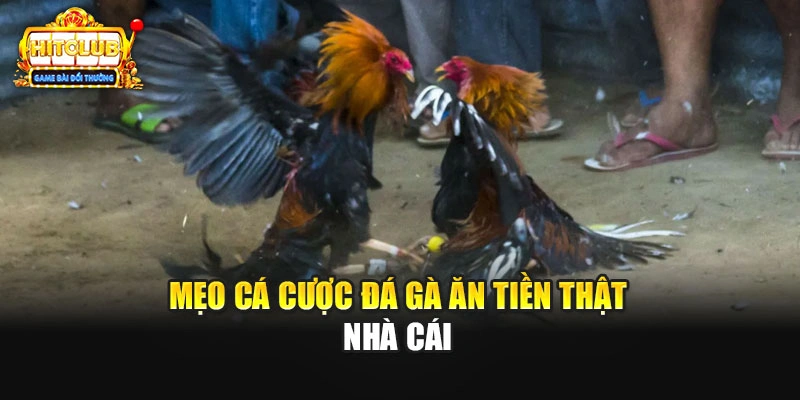 Mẹo cá cược đá gà ăn tiền thật