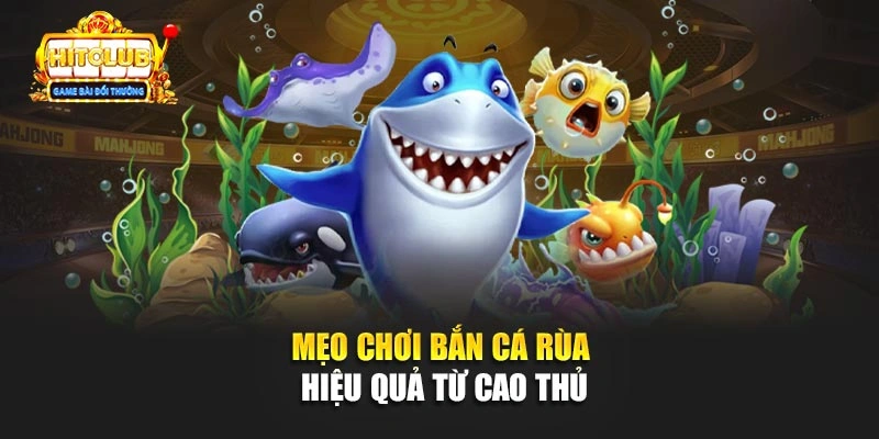 Mẹo chơi bắn cá Rùa hiệu quả từ cao thủ