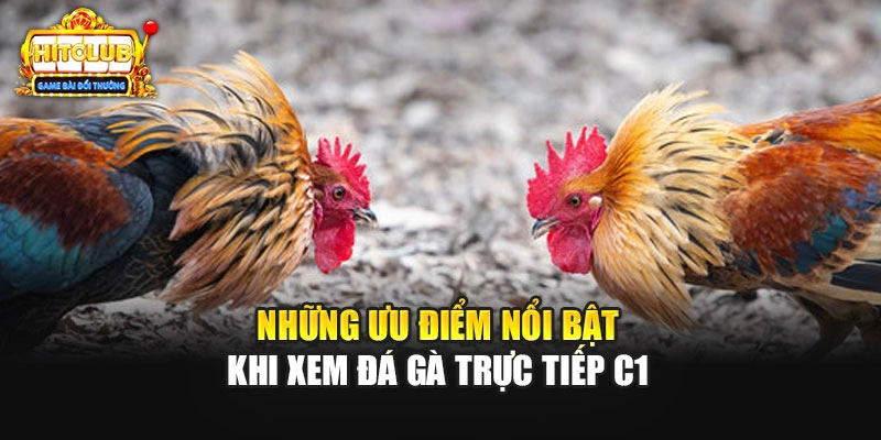 Những ưu điểm nổi bật khi xem đá gà trực tiếp C1