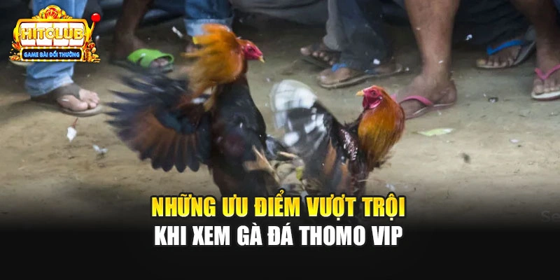 Những ưu điểm vượt trội khi trải nghiệm đá gà thomo vip