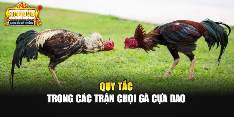 Quy tắc trong các trận chọi gà cựa dao