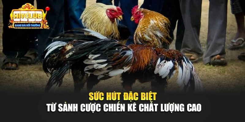 Sức hút đặc biệt từ sảnh cược chiến kê chất lượng cao