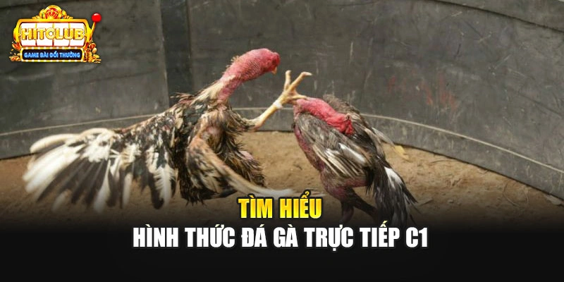 Tìm hiểu hình thức đá gà trực tiếp C1