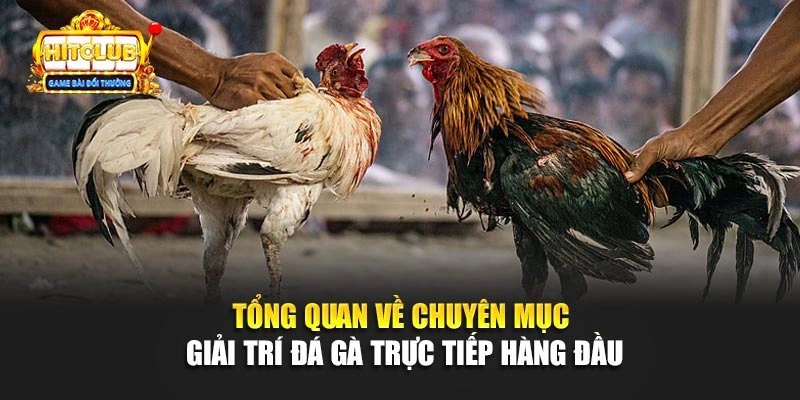 Tổng quan về chuyên mục giải trí đá gà trực tiếp hàng đầu